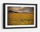 Campo de girasoles dorados - Piotr Krol (Bax) | Cuadro decorativo de Canvas Lab