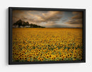 Campo de girasoles dorados - Piotr Krol (Bax) | Cuadro decorativo de Canvas Lab