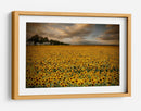 Campo de girasoles dorados - Piotr Krol (Bax) | Cuadro decorativo de Canvas Lab