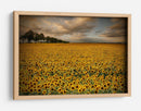 Campo de girasoles dorados - Piotr Krol (Bax) | Cuadro decorativo de Canvas Lab