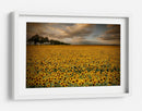 Campo de girasoles dorados - Piotr Krol (Bax) | Cuadro decorativo de Canvas Lab