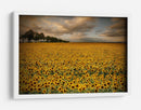 Campo de girasoles dorados - Piotr Krol (Bax) | Cuadro decorativo de Canvas Lab