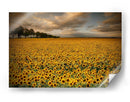 Campo de girasoles dorados - Piotr Krol (Bax) | Cuadro decorativo de Canvas Lab