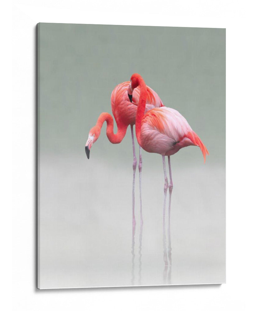 Gráciles flamencos rosados - Anna Cseresnjes | Cuadro decorativo de Canvas Lab