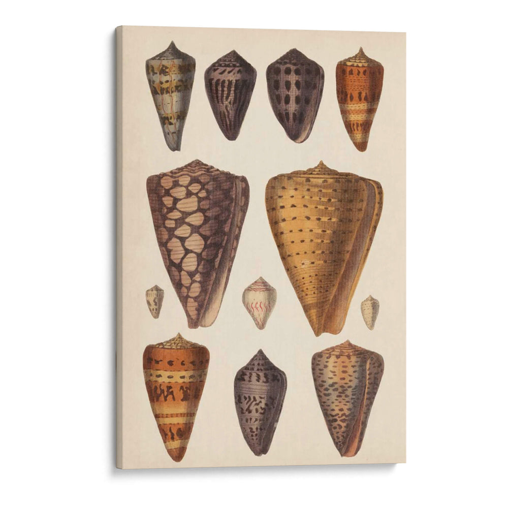 Conchas De Cono Antiguo I | Cuadro decorativo de Canvas Lab