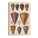 Conchas De Cono Antiguo I | Cuadro decorativo de Canvas Lab