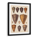 Conchas De Cono Antiguo I | Cuadro decorativo de Canvas Lab