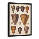 Conchas De Cono Antiguo I | Cuadro decorativo de Canvas Lab