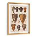 Conchas De Cono Antiguo I | Cuadro decorativo de Canvas Lab