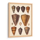 Conchas De Cono Antiguo I | Cuadro decorativo de Canvas Lab