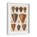 Conchas De Cono Antiguo I | Cuadro decorativo de Canvas Lab