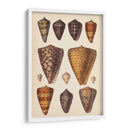 Conchas De Cono Antiguo I | Cuadro decorativo de Canvas Lab