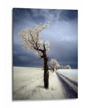 Camino del árbol blanco etéreo - Piotr Krol (Bax) | Cuadro decorativo de Canvas Lab