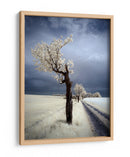 Camino del árbol blanco etéreo - Piotr Krol (Bax) | Cuadro decorativo de Canvas Lab