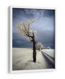 Camino del árbol blanco etéreo - Piotr Krol (Bax) | Cuadro decorativo de Canvas Lab