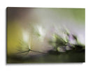Pelusa de ensueño del diente de león - Maryam Zahirimehr | Cuadro decorativo de Canvas Lab