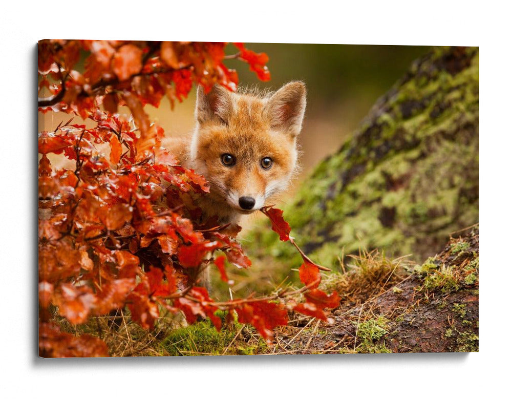 Cachorro de zorro curioso de otoño - Robert Adamec | Cuadro decorativo de Canvas Lab