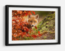 Cachorro de zorro curioso de otoño - Robert Adamec | Cuadro decorativo de Canvas Lab