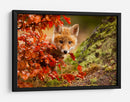 Cachorro de zorro curioso de otoño - Robert Adamec | Cuadro decorativo de Canvas Lab