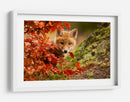 Cachorro de zorro curioso de otoño - Robert Adamec | Cuadro decorativo de Canvas Lab