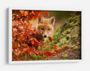 Cachorro de zorro curioso de otoño - Robert Adamec | Cuadro decorativo de Canvas Lab