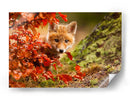 Cachorro de zorro curioso de otoño - Robert Adamec | Cuadro decorativo de Canvas Lab