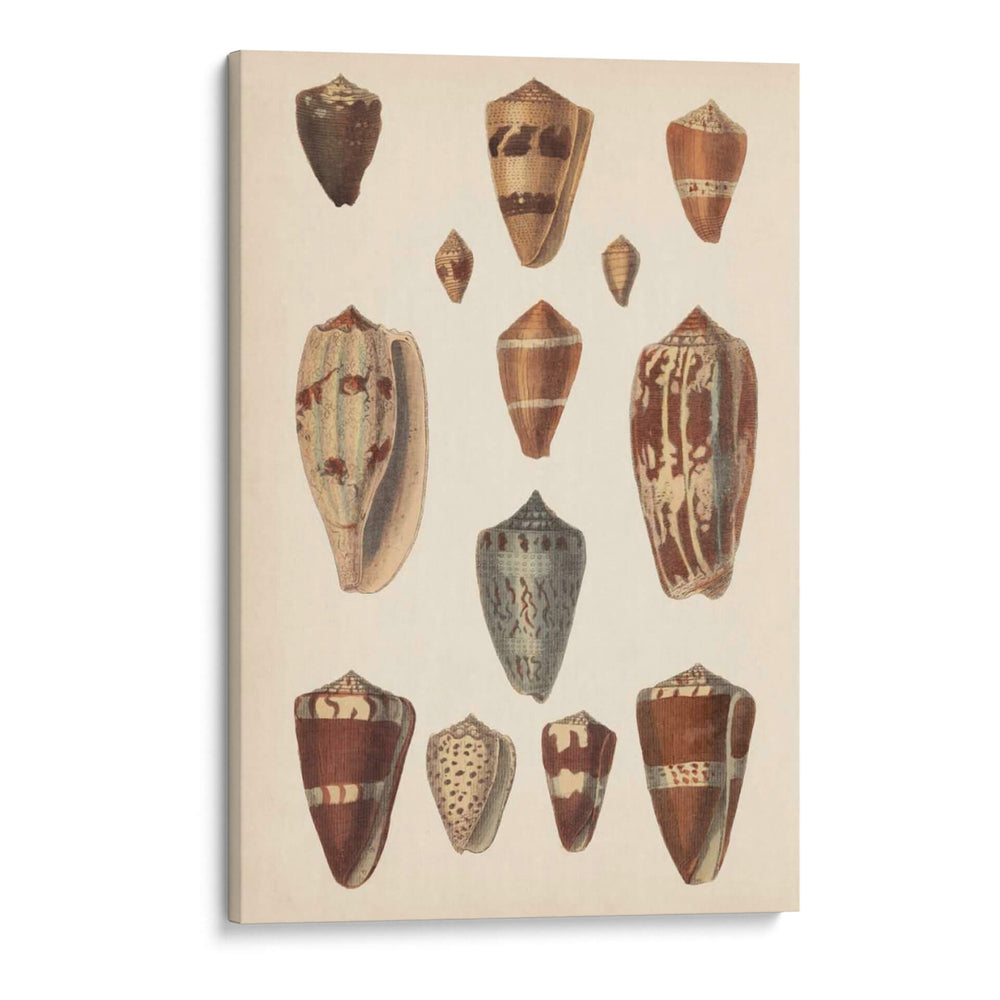 Conchas De Cono Antiguo Ii | Cuadro decorativo de Canvas Lab