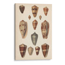 Conchas De Cono Antiguo Ii | Cuadro decorativo de Canvas Lab
