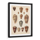 Conchas De Cono Antiguo Ii | Cuadro decorativo de Canvas Lab