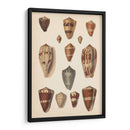 Conchas De Cono Antiguo Ii | Cuadro decorativo de Canvas Lab