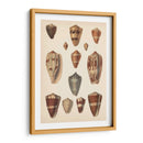Conchas De Cono Antiguo Ii | Cuadro decorativo de Canvas Lab