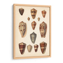 Conchas De Cono Antiguo Ii | Cuadro decorativo de Canvas Lab
