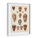Conchas De Cono Antiguo Ii | Cuadro decorativo de Canvas Lab