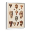 Conchas De Cono Antiguo Ii | Cuadro decorativo de Canvas Lab
