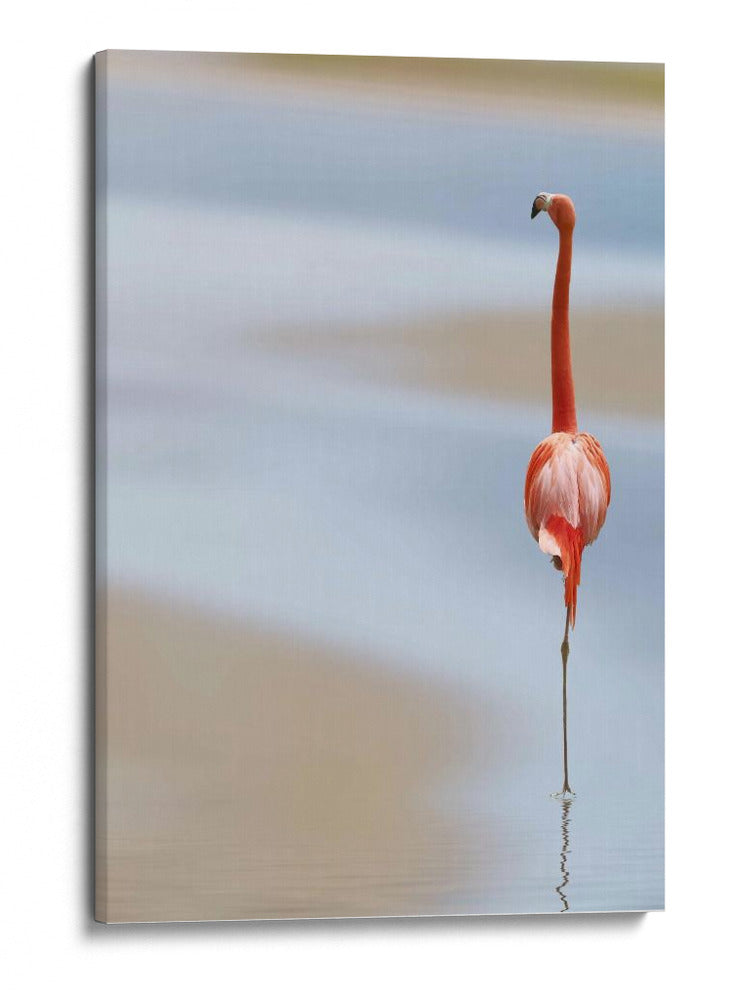 Flamenco rosa sereno - Anna Cseresnjes | Cuadro decorativo de Canvas Lab