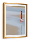Flamenco rosa sereno - Anna Cseresnjes | Cuadro decorativo de Canvas Lab
