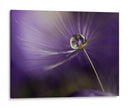 Gota de diente de león púrpura - Heidi Westum | Cuadro decorativo de Canvas Lab