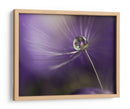 Gota de diente de león púrpura - Heidi Westum | Cuadro decorativo de Canvas Lab