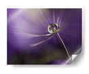 Gota de diente de león púrpura - Heidi Westum | Cuadro decorativo de Canvas Lab