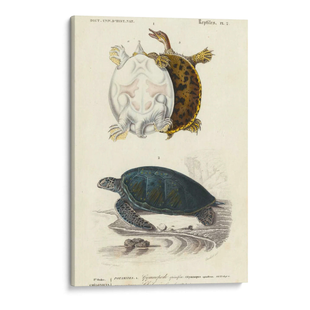 Tortuga Antigua Dúo I - Oudart | Cuadro decorativo de Canvas Lab