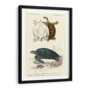 Tortuga Antigua Dúo I - Oudart | Cuadro decorativo de Canvas Lab