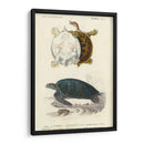 Tortuga Antigua Dúo I - Oudart | Cuadro decorativo de Canvas Lab