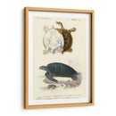 Tortuga Antigua Dúo I - Oudart | Cuadro decorativo de Canvas Lab