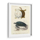 Tortuga Antigua Dúo I - Oudart | Cuadro decorativo de Canvas Lab