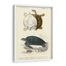 Tortuga Antigua Dúo I - Oudart | Cuadro decorativo de Canvas Lab