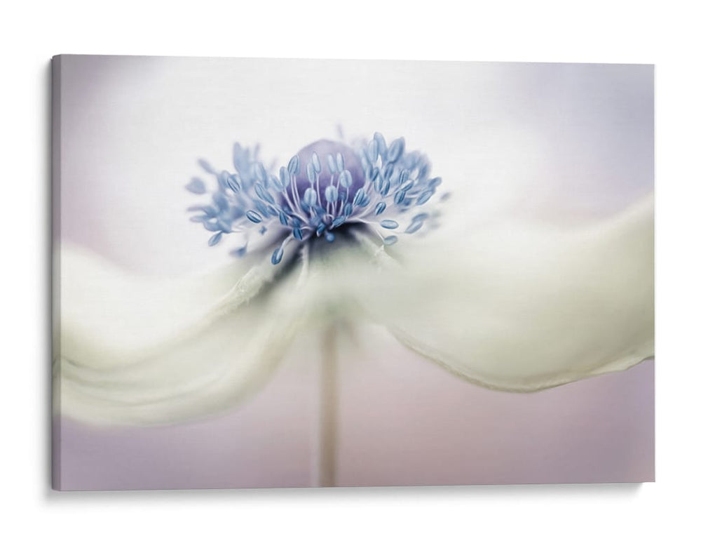 a n é m o n a - Mandy Disher | Cuadro decorativo de Canvas Lab
