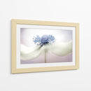 a n é m o n a - Mandy Disher | Cuadro decorativo de Canvas Lab