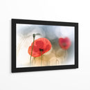 Amapolas rojas de ensueño - Steve Moore | Cuadro decorativo de Canvas Lab