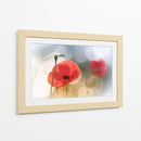 Amapolas rojas de ensueño - Steve Moore | Cuadro decorativo de Canvas Lab