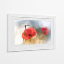 Amapolas rojas de ensueño - Steve Moore | Cuadro decorativo de Canvas Lab